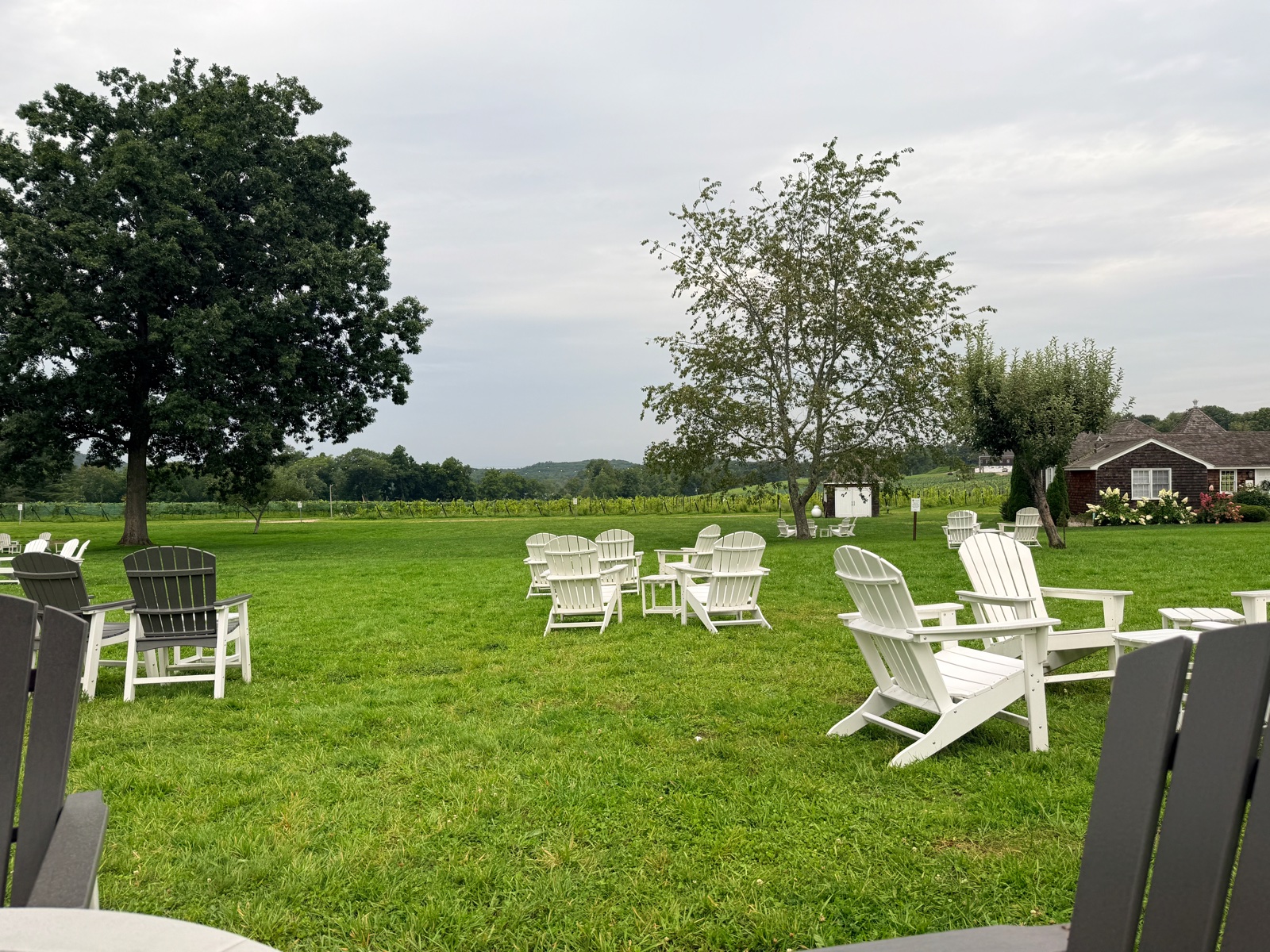 White Adirondack chairs scattered across the lawn at Tranquillity Vineyard under a big oak tree